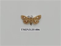 藏品(螟蛾263)的圖片